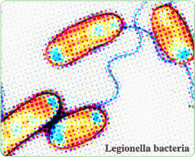 Legionella bacteria